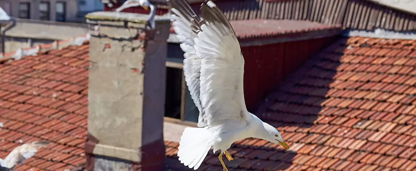 Residential Chimney Animal Removal Solution in Bettendorf, IA