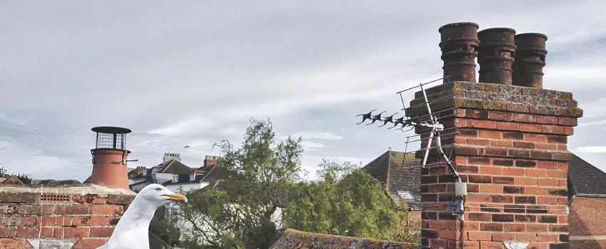 Chimney Cleaning And Restoration in Bettendorf, Iowa